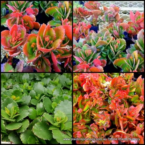 Kalanchoe Candy Cane x 1 Red/purple foliaged Succulents Plants Deep Pink Flowering Hanging Basket blossfeldiana leaf leaves canes rockery